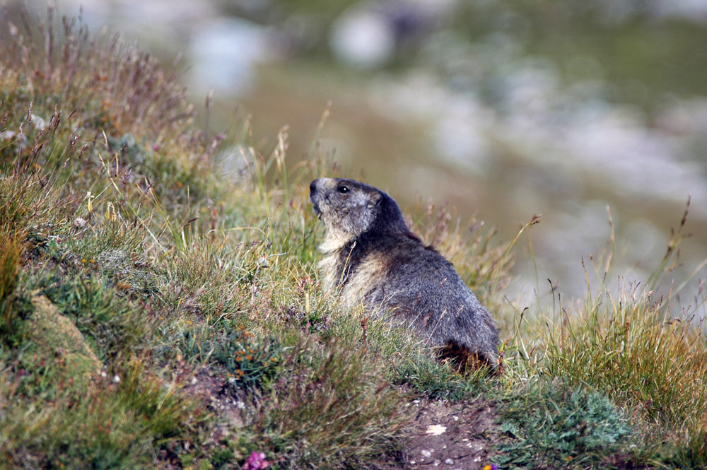 Marmotta ... reale ...